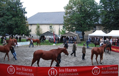 concours_elites_tarbes_2011_ambiance