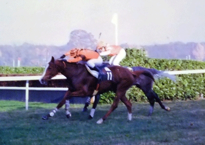 jalousie_sourniac_2 Jalousie Sourniac