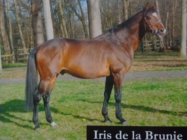 Iris de la Brunie