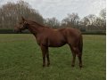 SHREK HARAS DE SORELIS 2017  SHREK HARAS DE SORELIS 2017